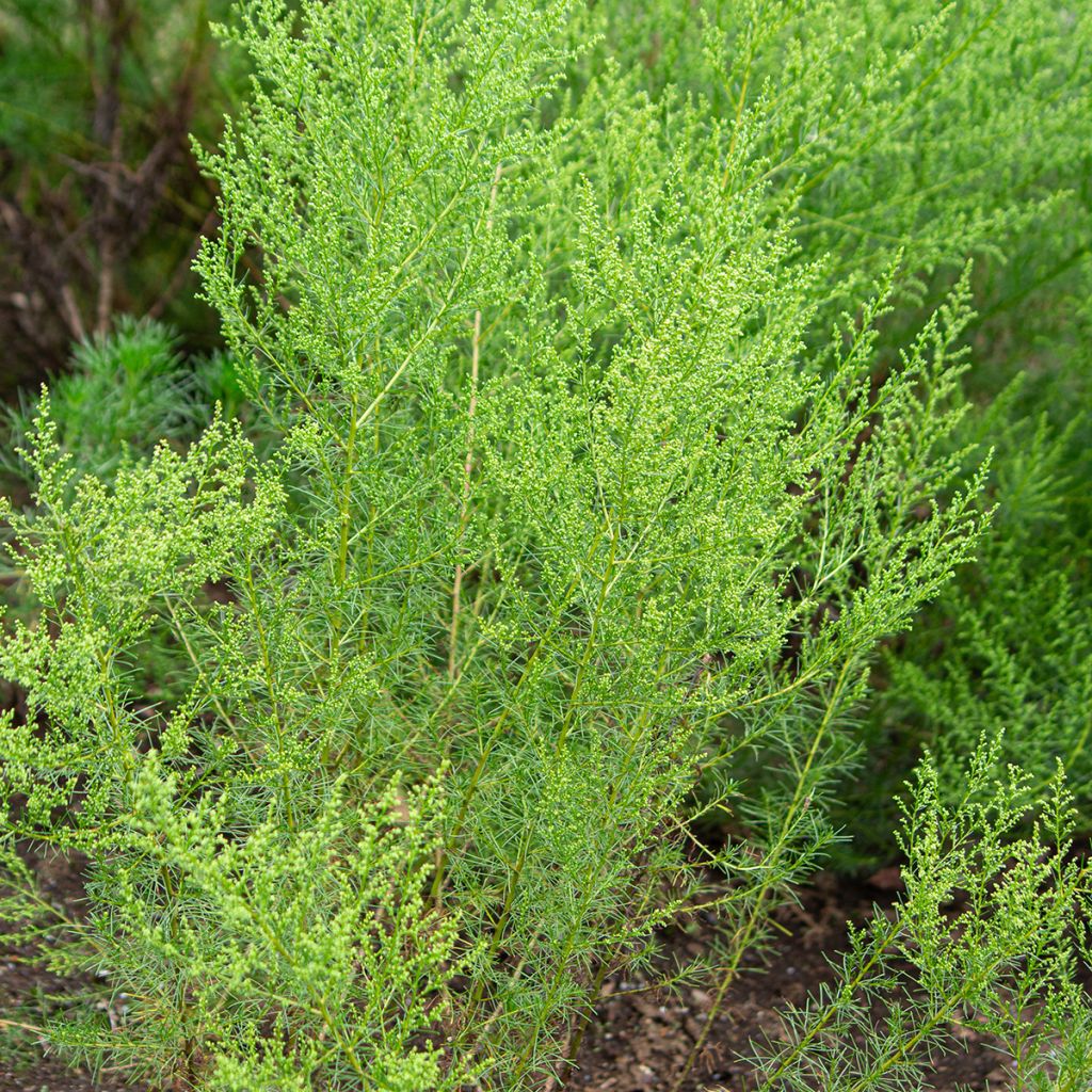 Maruna - Artemisia capillaris