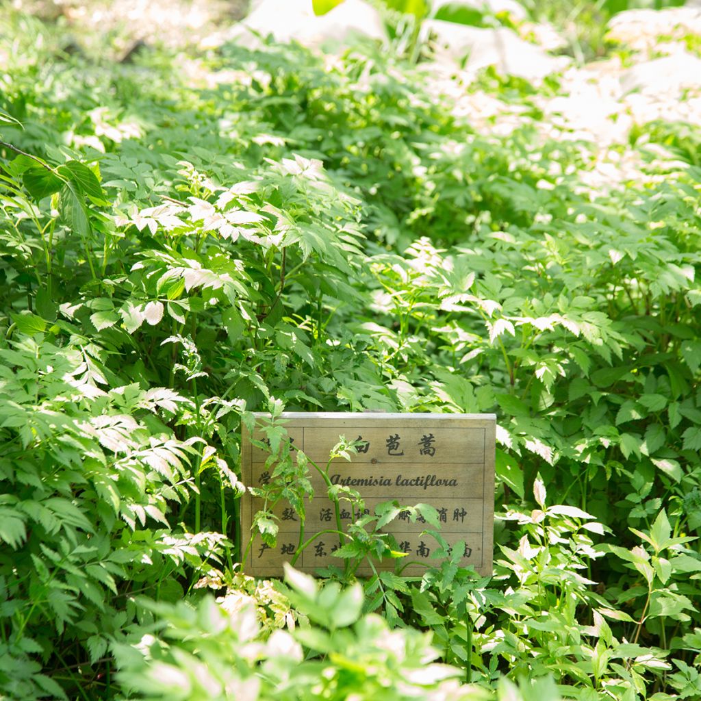 Kiinanmaruna - Artemisia lactiflora