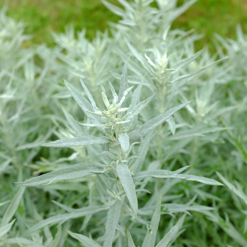 Hopeamaruna Silver Queen