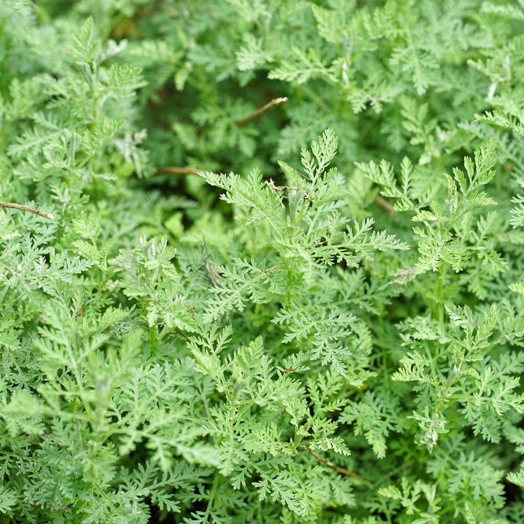 Silkkimaruna - Artemisia pontica