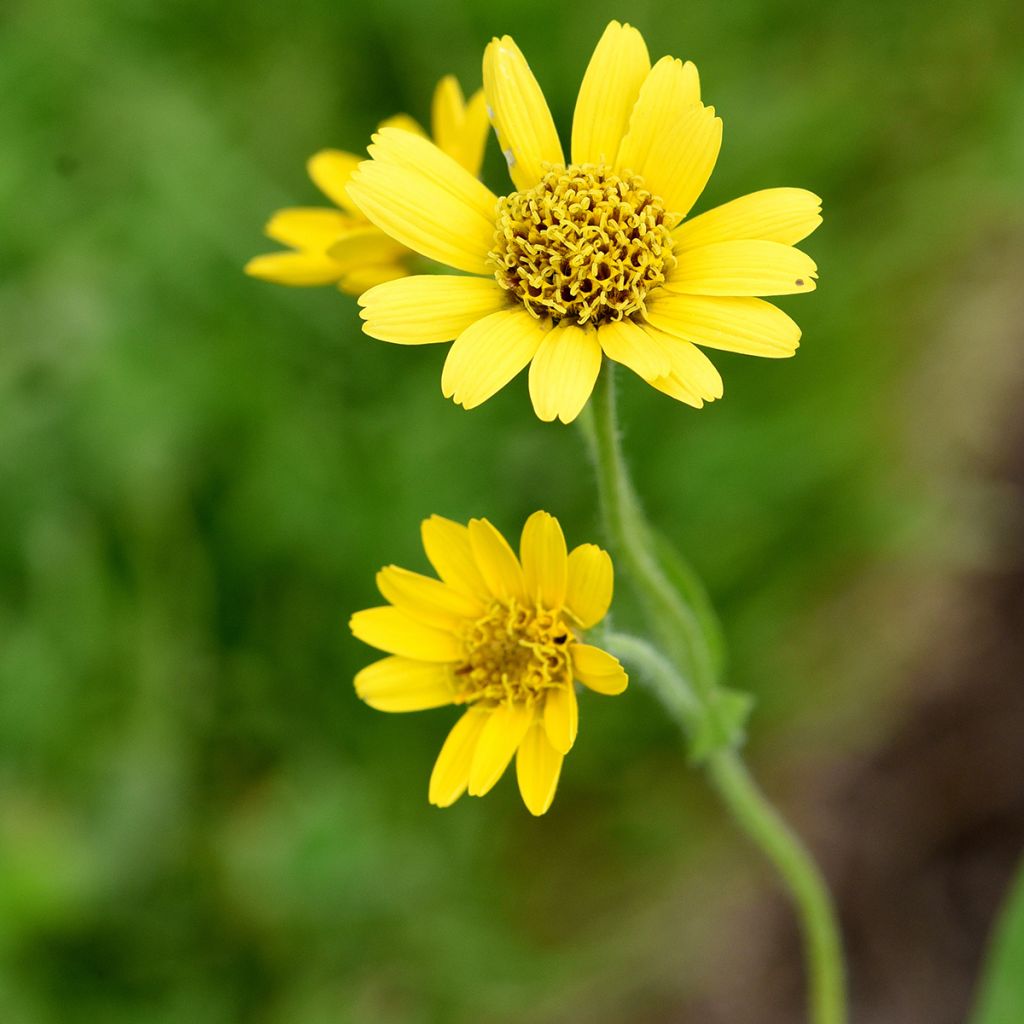 Lännenarnikki - Arnica chamissonis