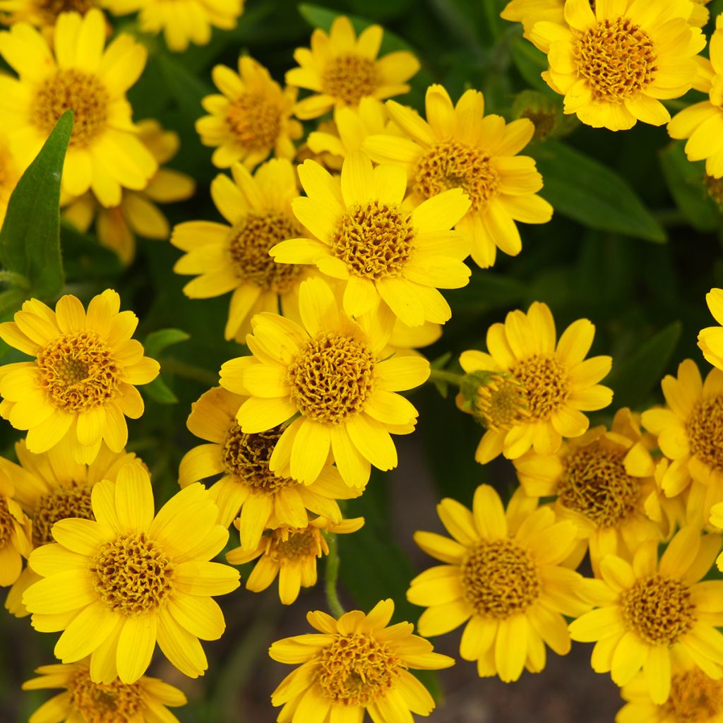 Lännenarnikki - Arnica chamissonis