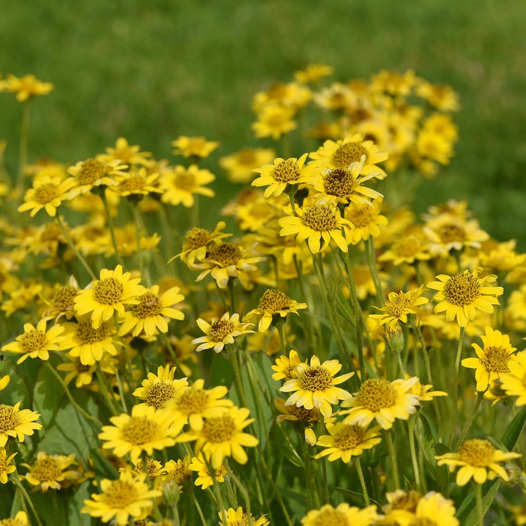 Lännenarnikki - Arnica chamissonis