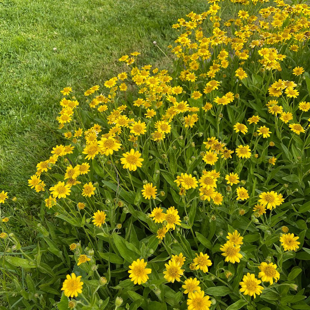 Lännenarnikki - Arnica chamissonis