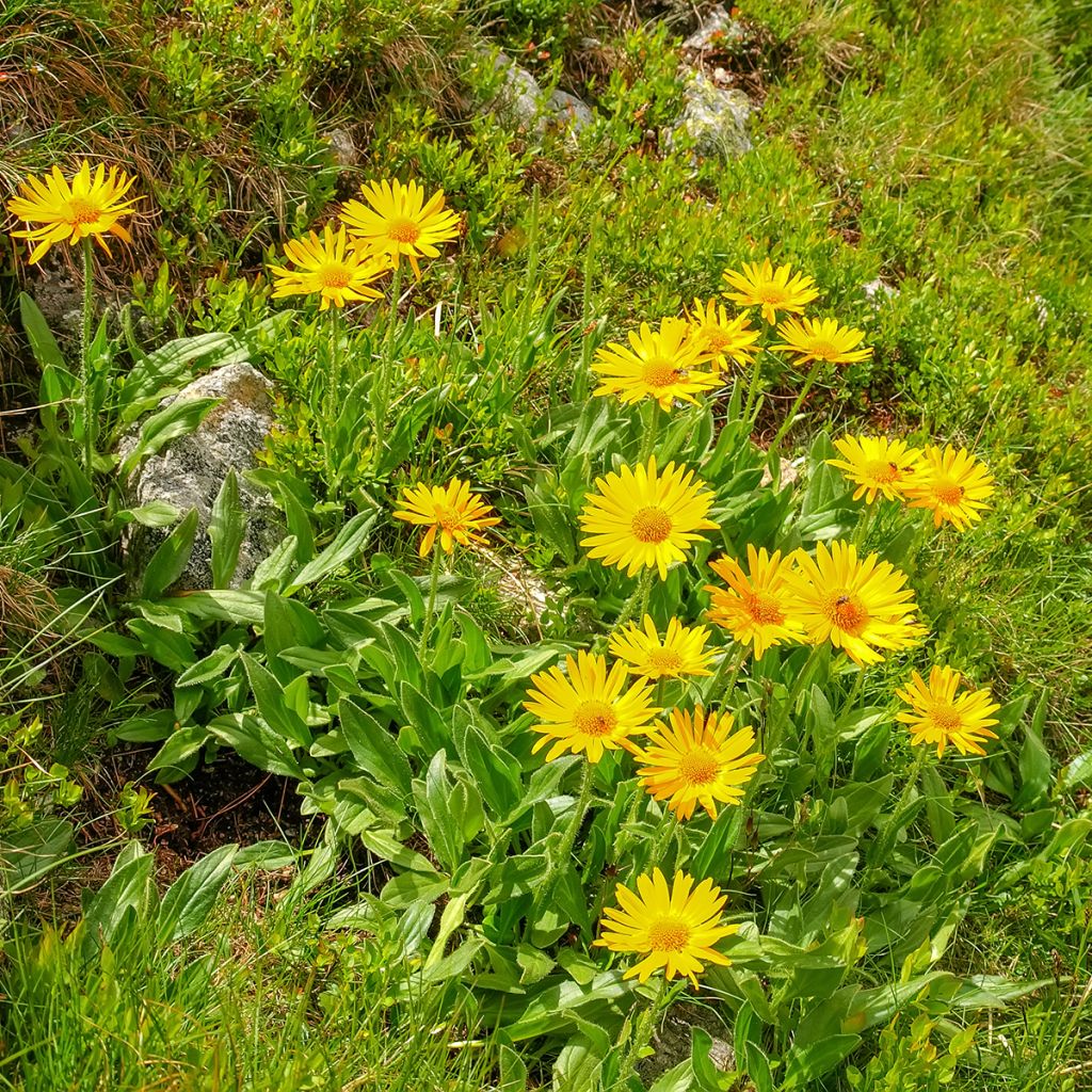 Etelänarnikki luomu - Arnica montana