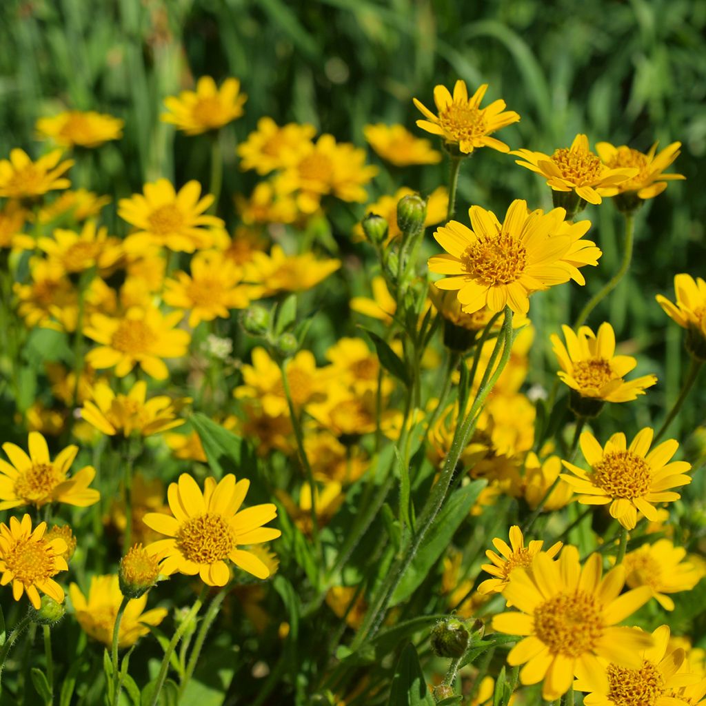Etelänarnikki luomu - Arnica montana
