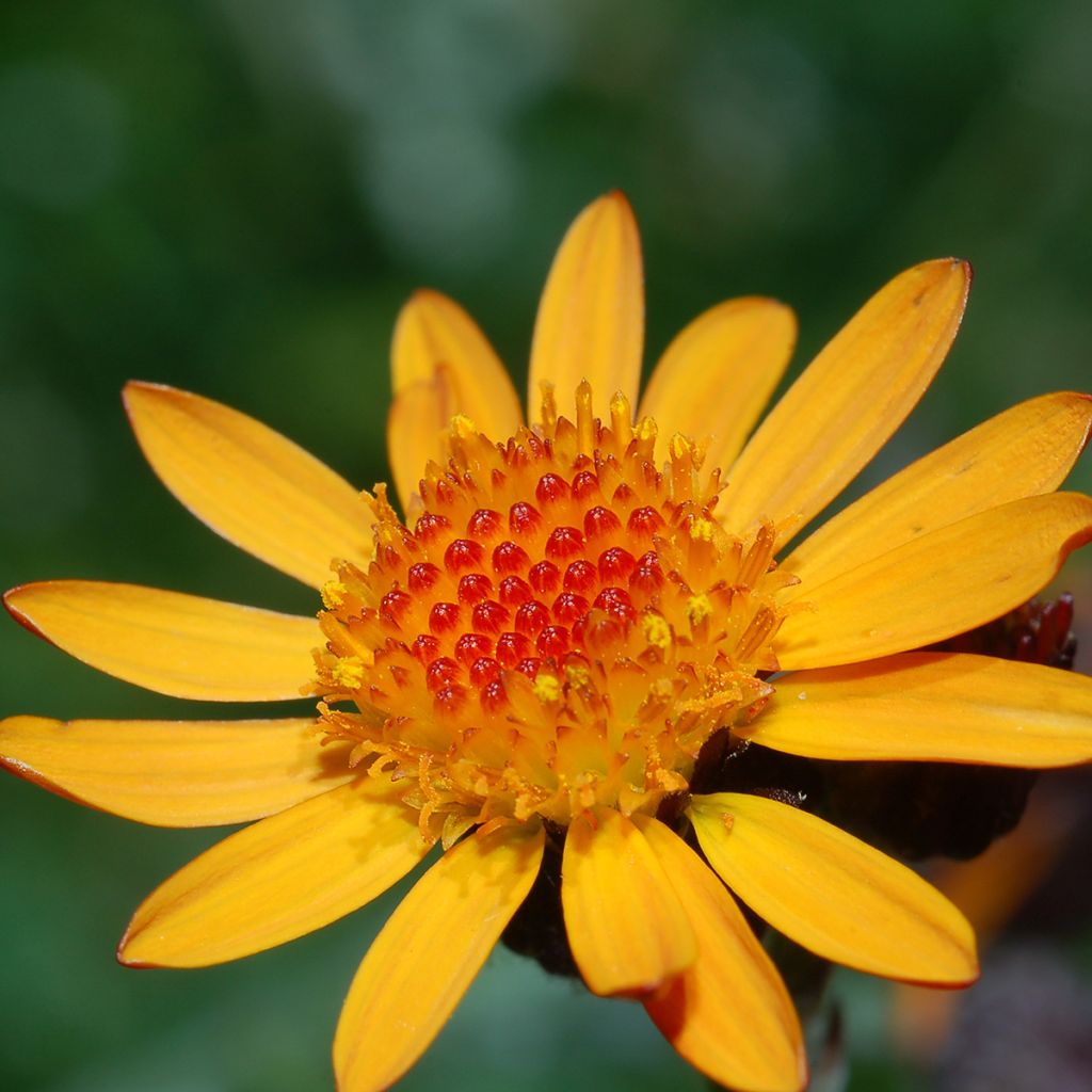 Etelänarnikki luomu - Arnica montana