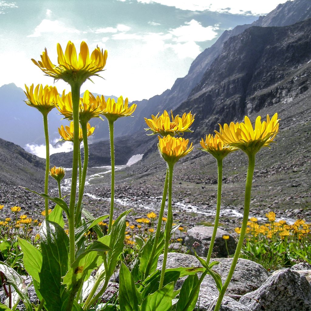 Etelänarnikki luomu - Arnica montana