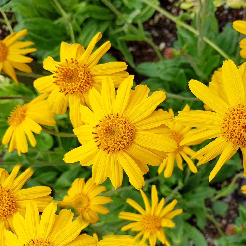 Etelänarnikki luomu - Arnica montana
