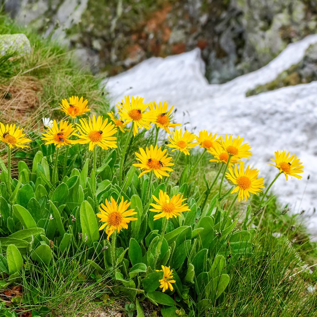 Etelänarnikki luomu - Arnica montana