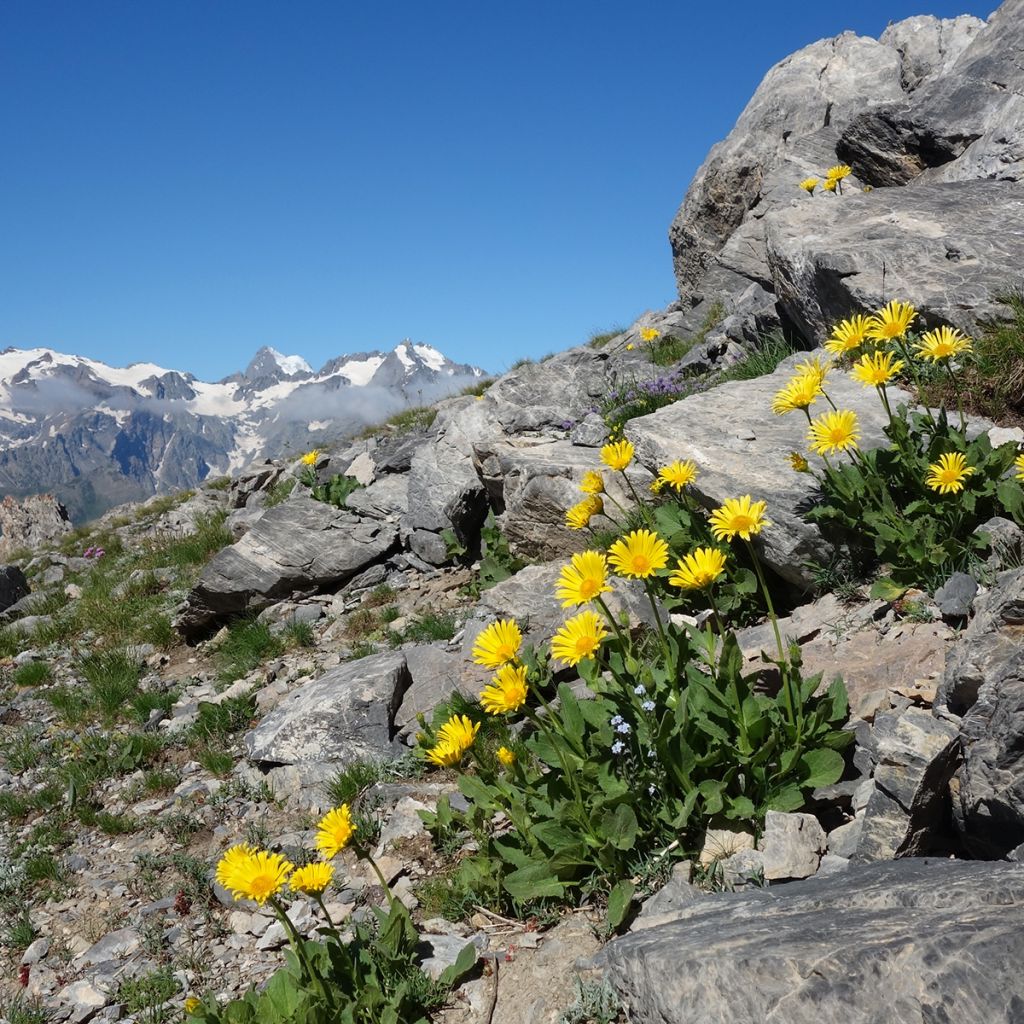 Etelänarnikki luomu - Arnica montana