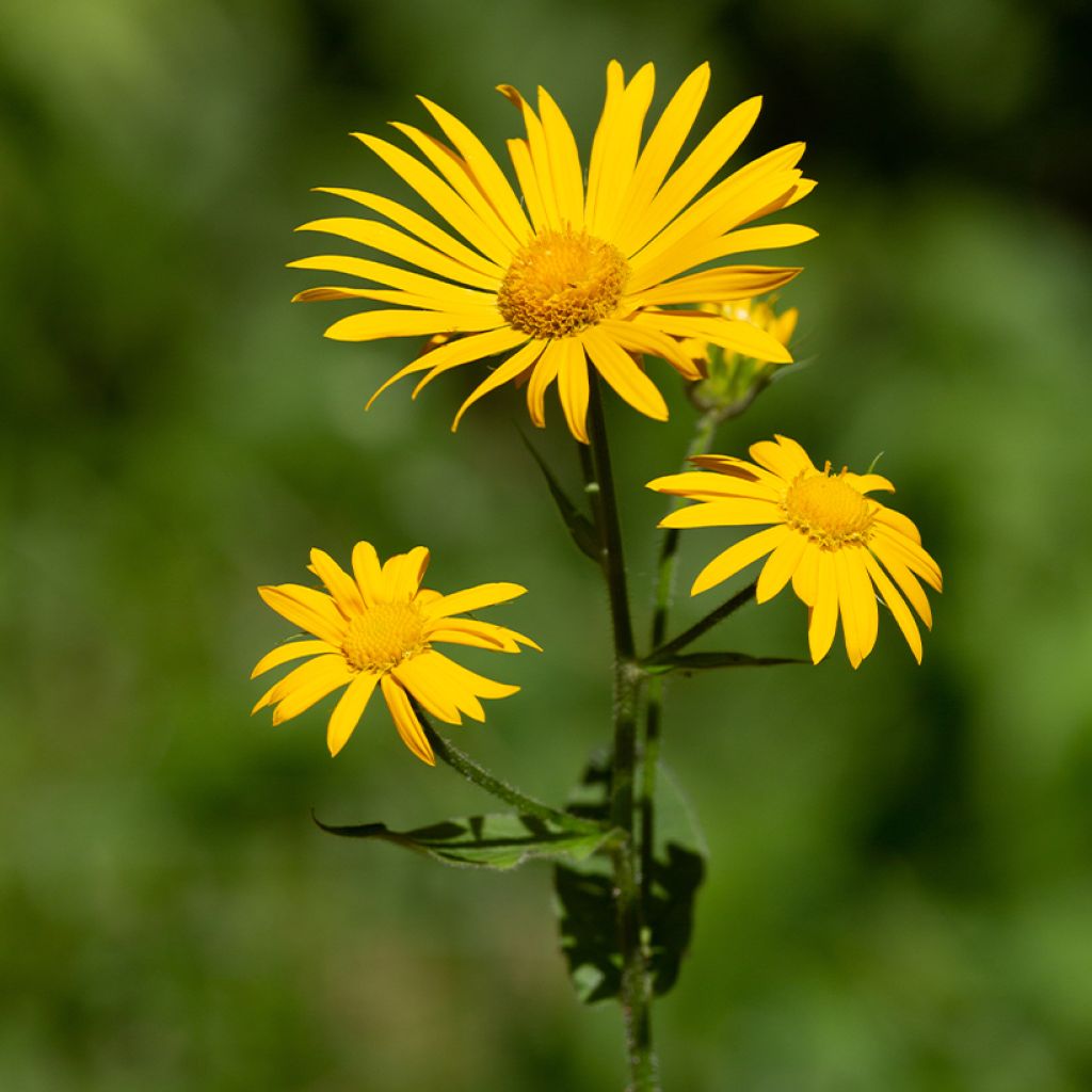 Etelänarnikki luomu (siemenet) - Arnica montana