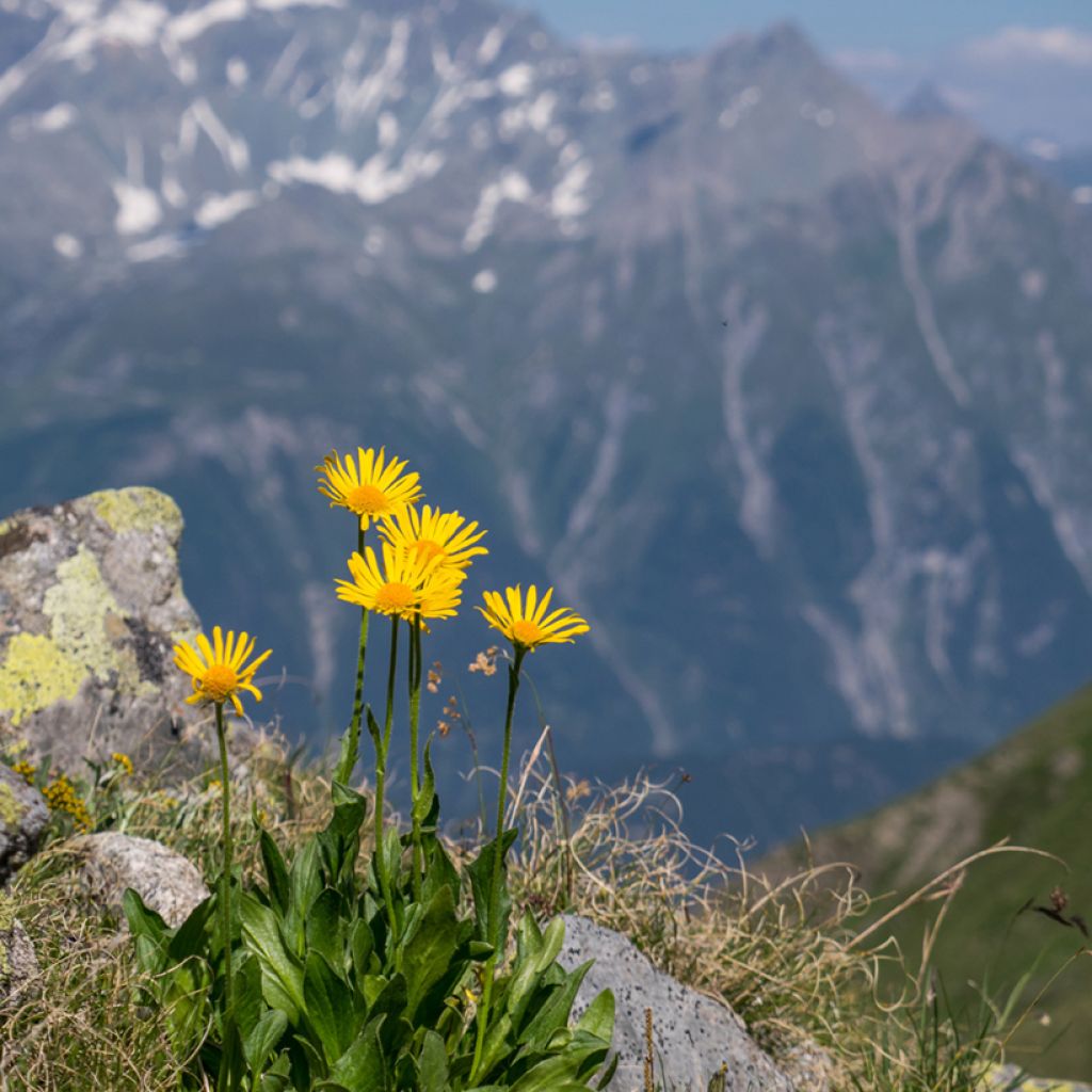 Etelänarnikki luomu (siemenet) - Arnica montana