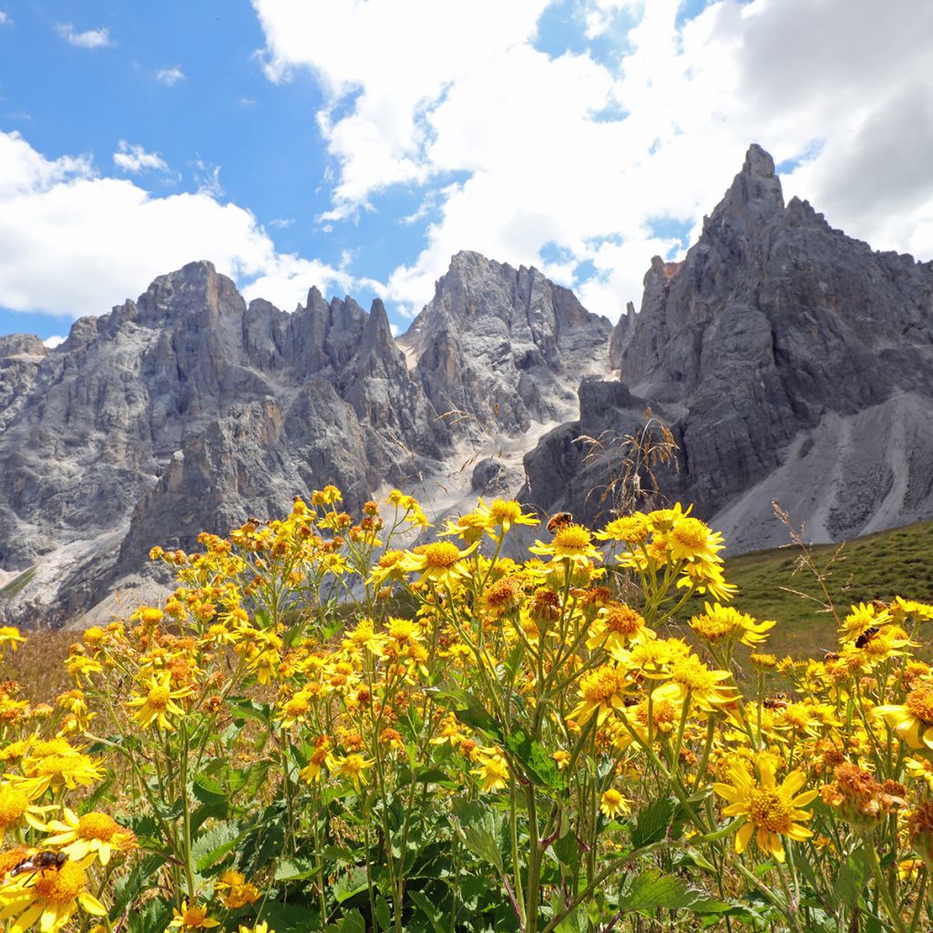 Etelänarnikki luomu (siemenet) - Arnica montana