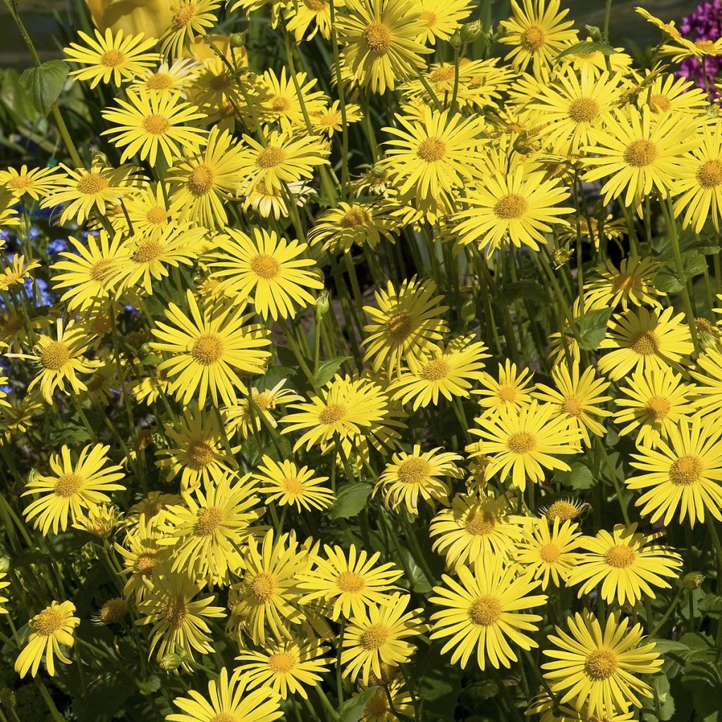 Etelänarnikki luomu (siemenet) - Arnica montana