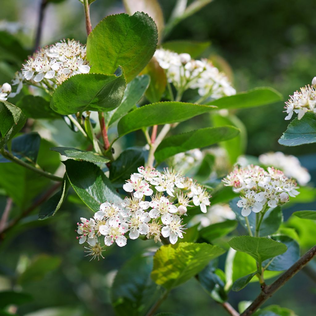 Puna-aronia Brilliant