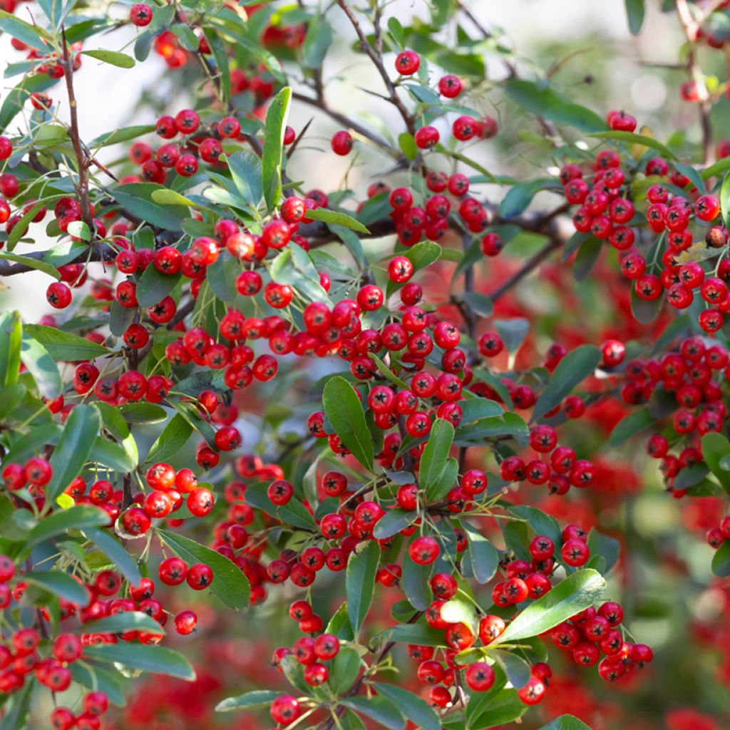 Puna-aronia Brilliant