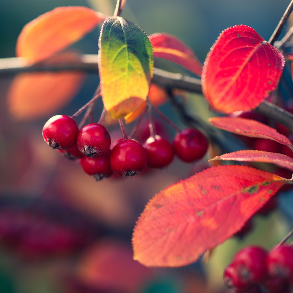 Puna-aronia Brilliant