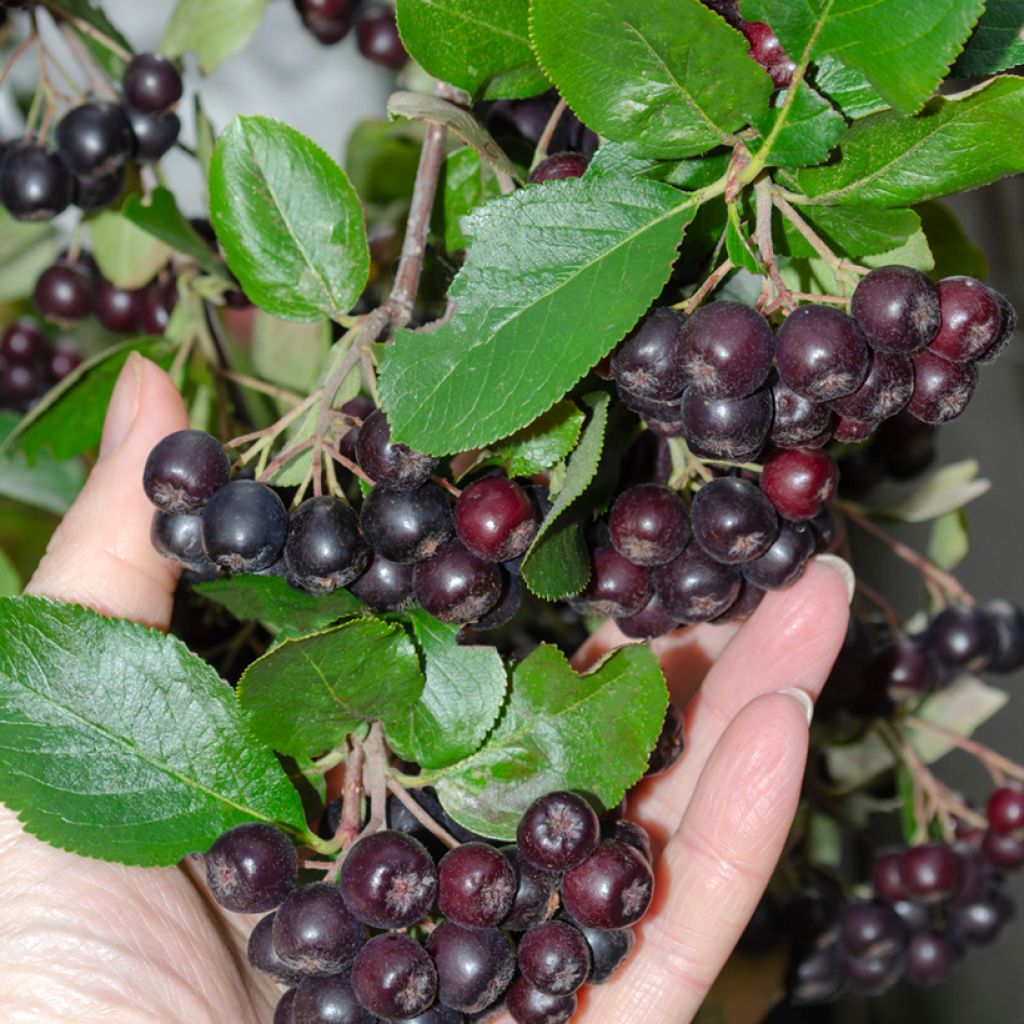 Musta-aronia - Aronia melanocarpa