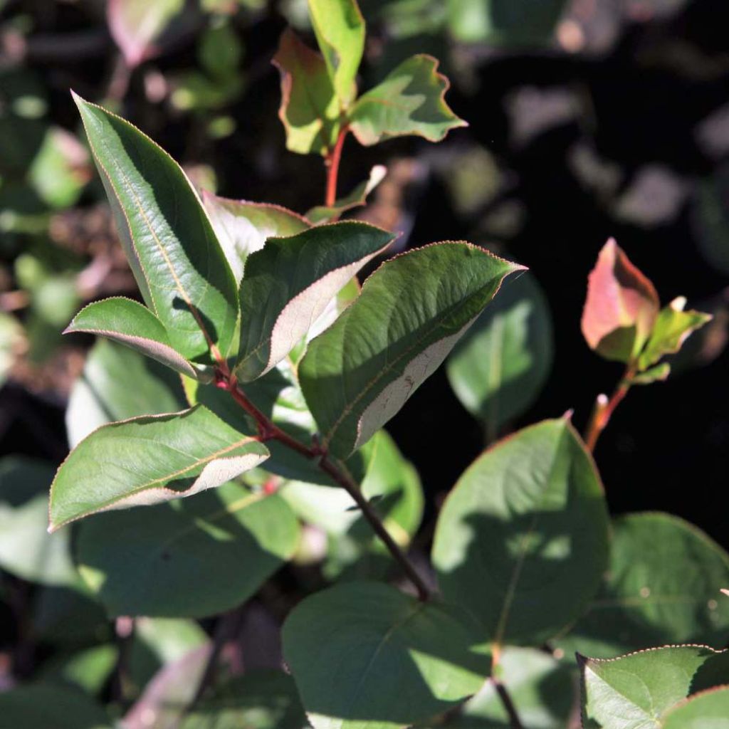 Musta-aronia Autumn Magic