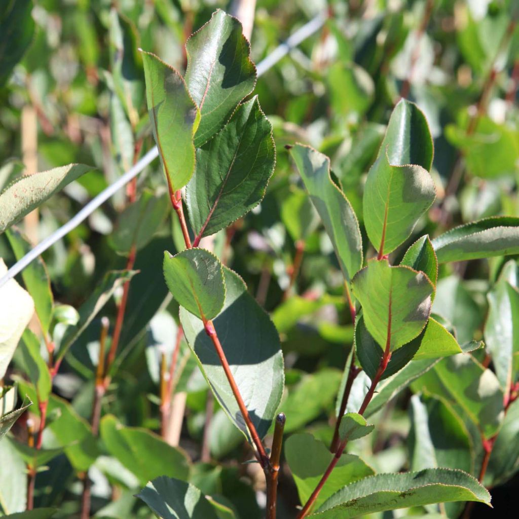 Musta-aronia Autumn Magic
