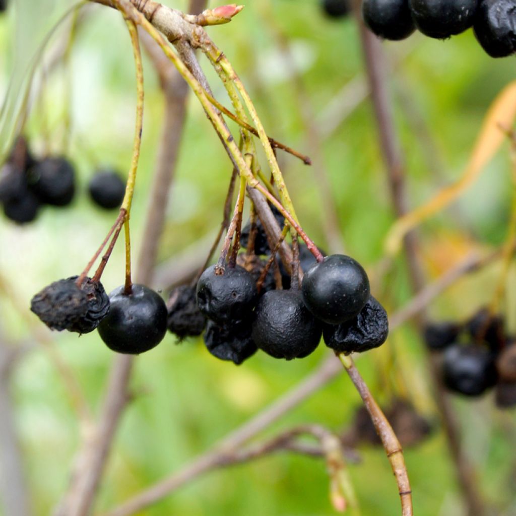 Musta-aronia Autumn Magic