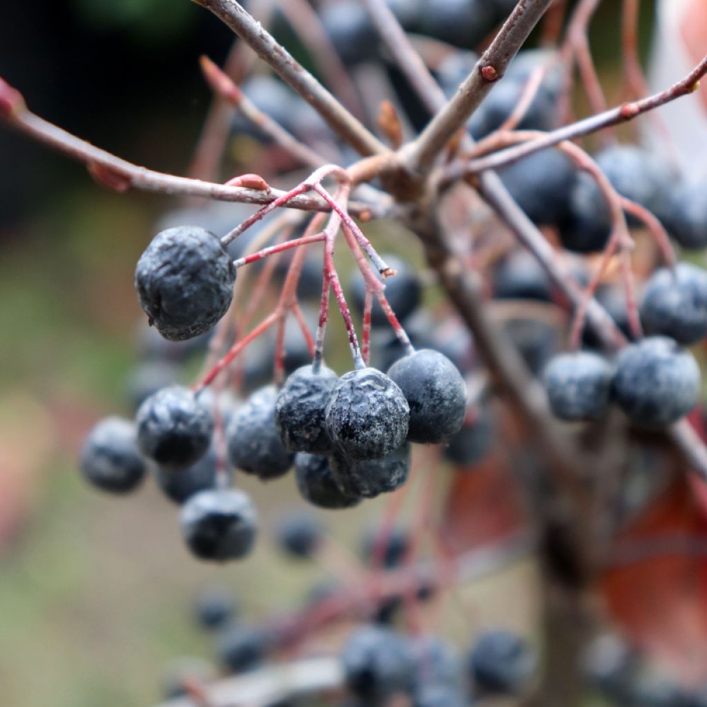 Musta-aronia Hugin