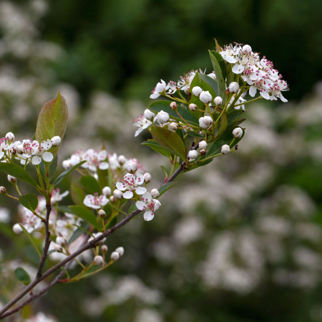 Musta-aronia Hugin