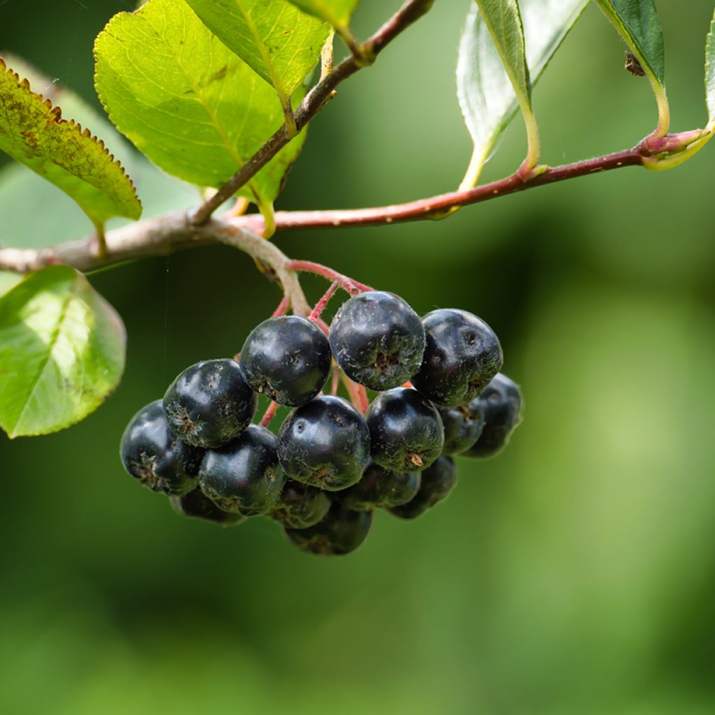 Musta-aronia Professor Ed