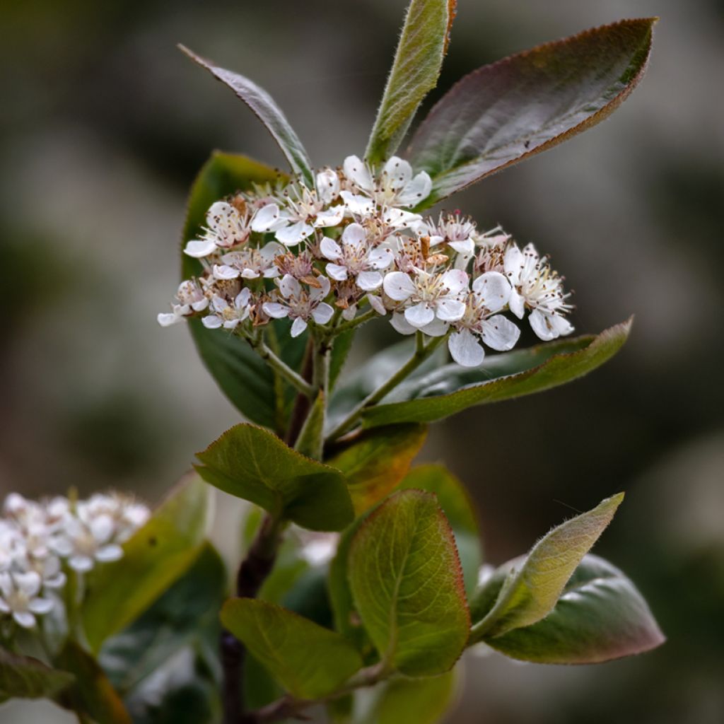 Koristearonia Viking