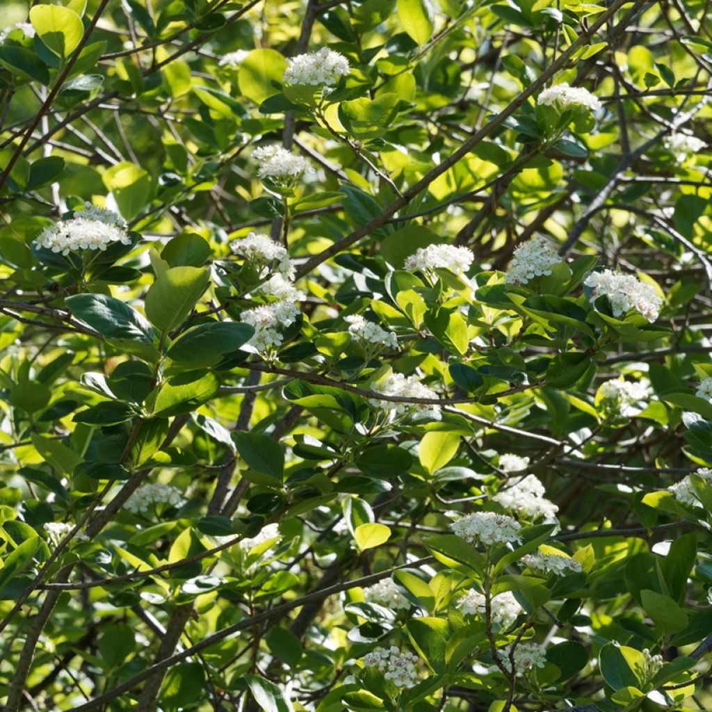 Koristearonia Viking