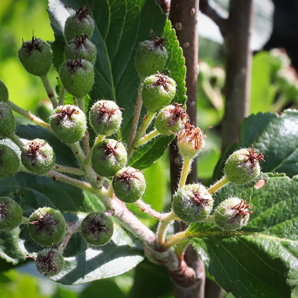 Koristearonia Viking