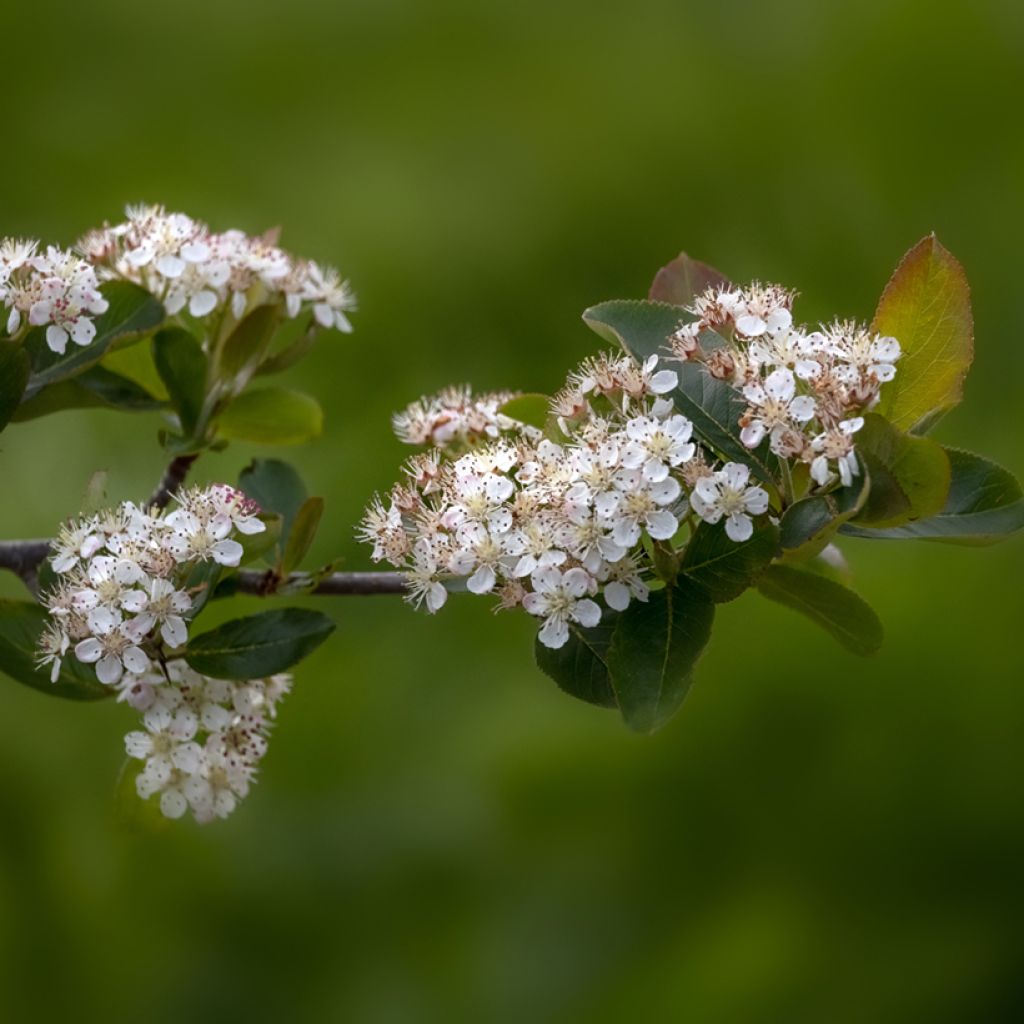 Koristearonia Viking