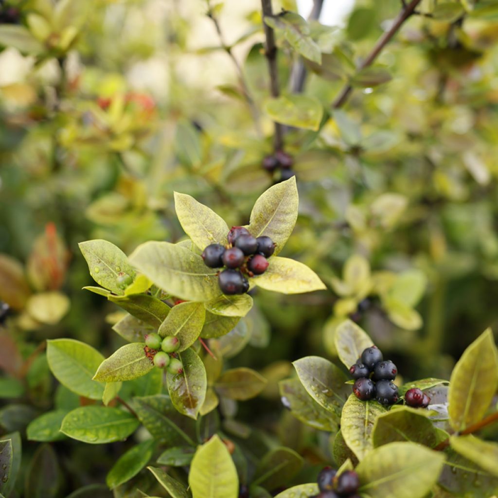 Koristearonia Viking