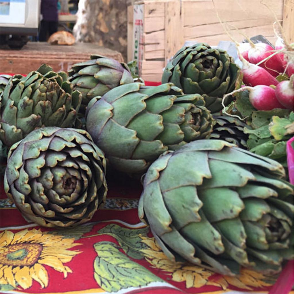 Latva-artisokka Vert de Provence
