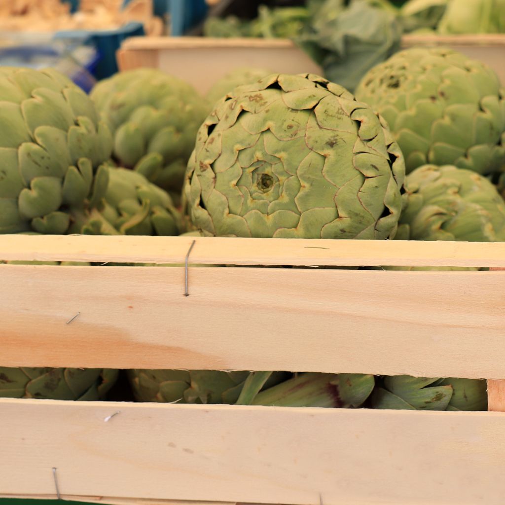 Latva-artisokka Vert de Provence