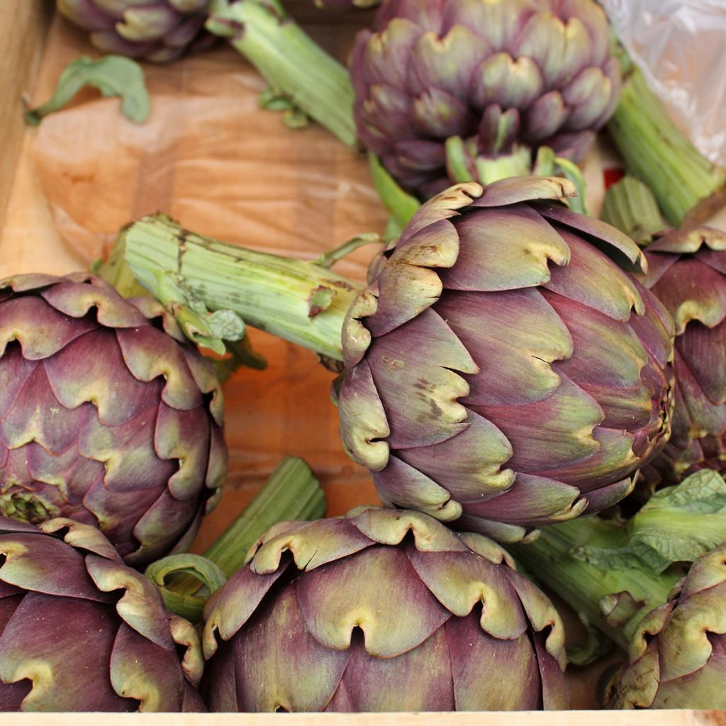 Latva-artisokka Violet de Provence luomu - Ferme de Sainte Marthe