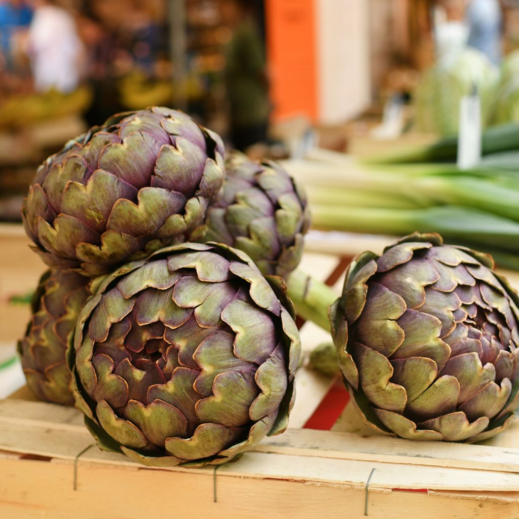 Latva-artisokka Violet de Provence luomu - Ferme de Sainte Marthe