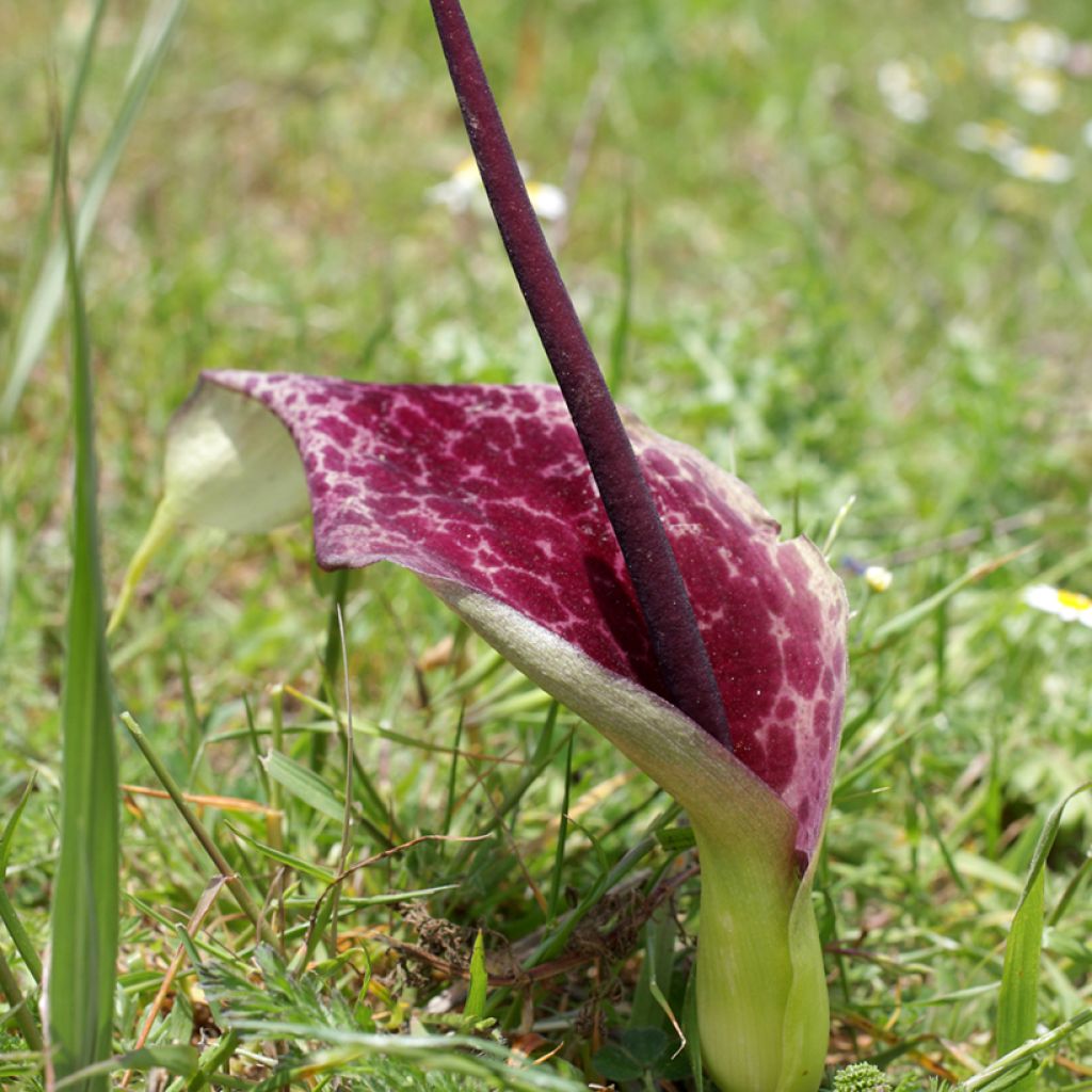 Munkinhupu - Arum dioscoridis