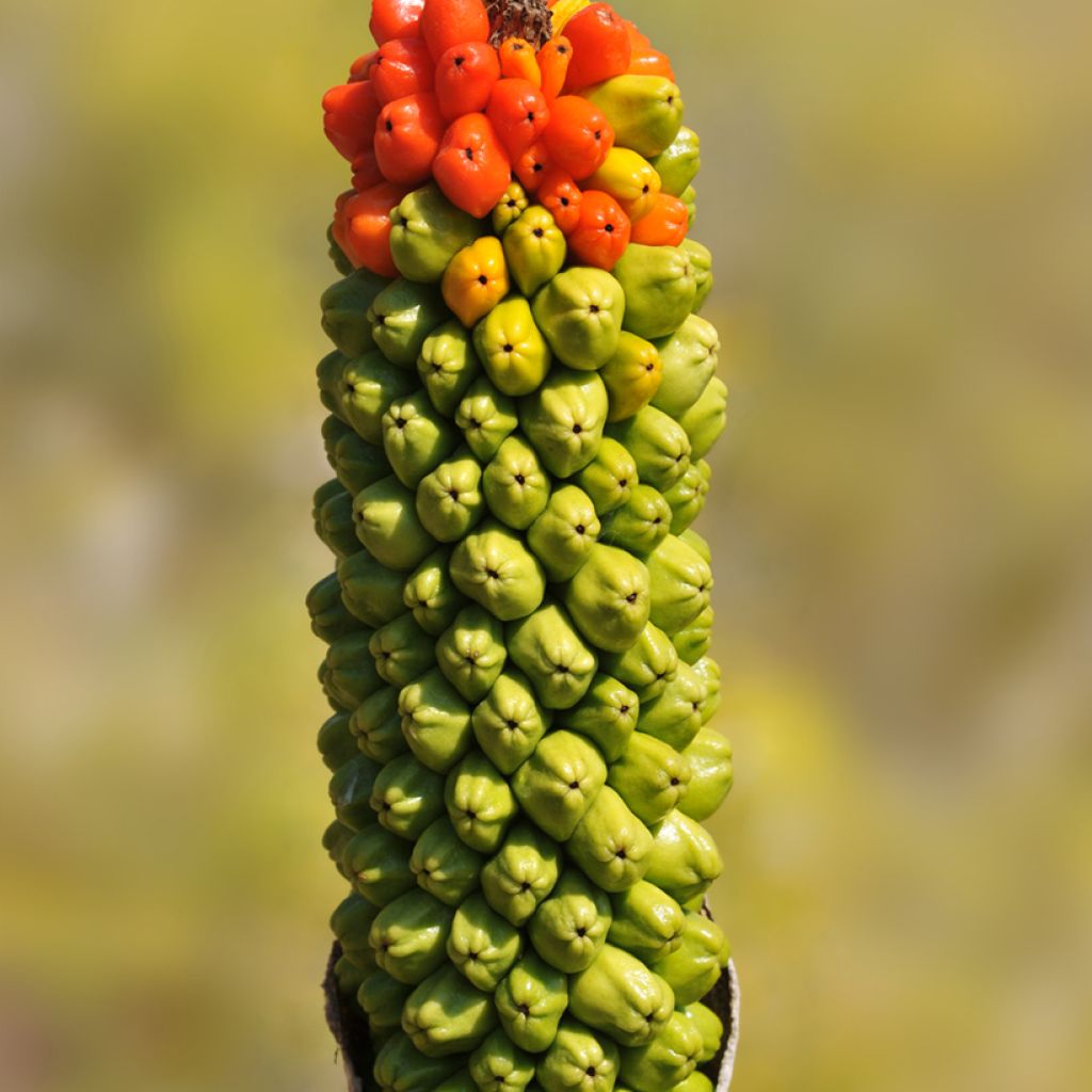 Munkinhupu - Arum dioscoridis