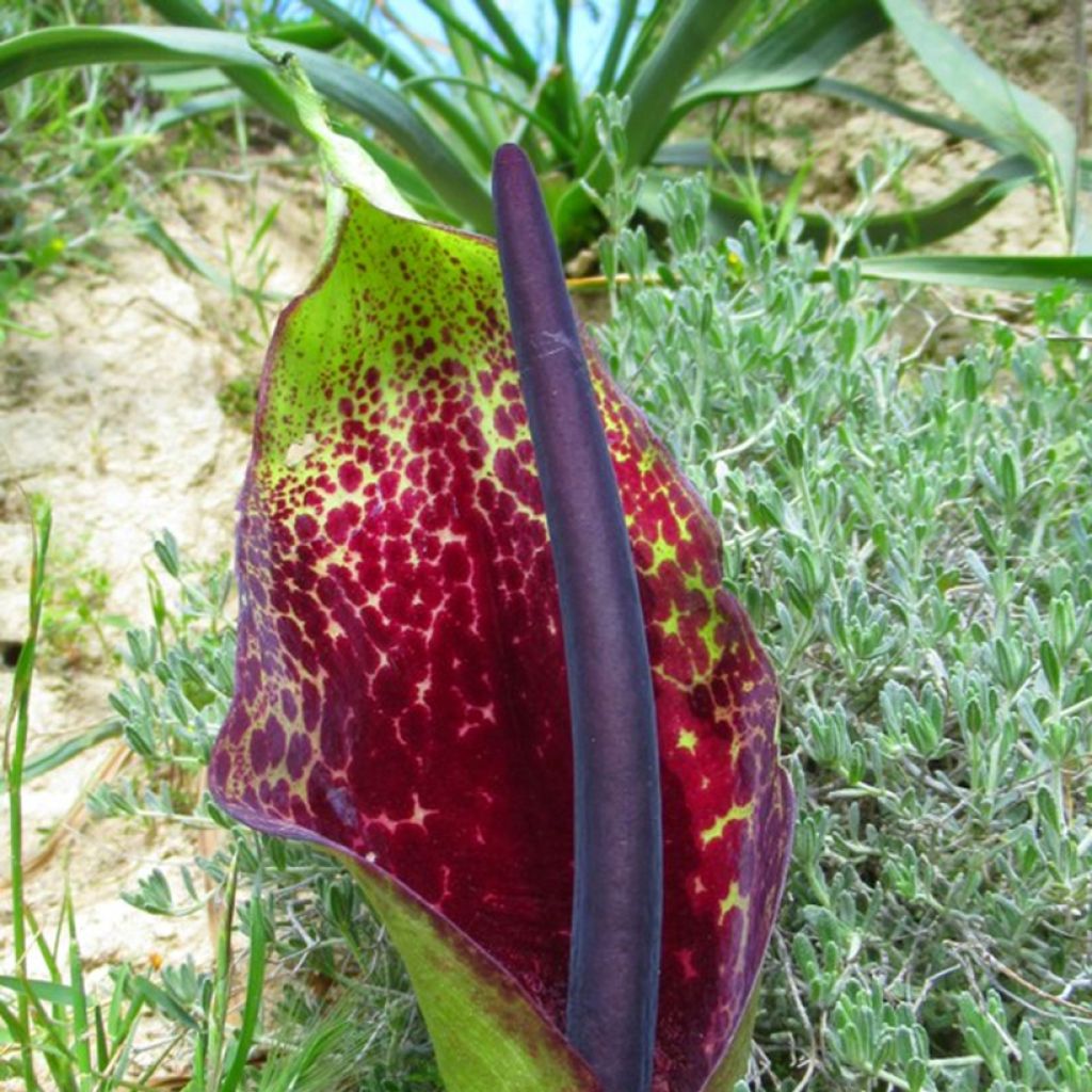 Munkinhupu - Arum dioscoridis