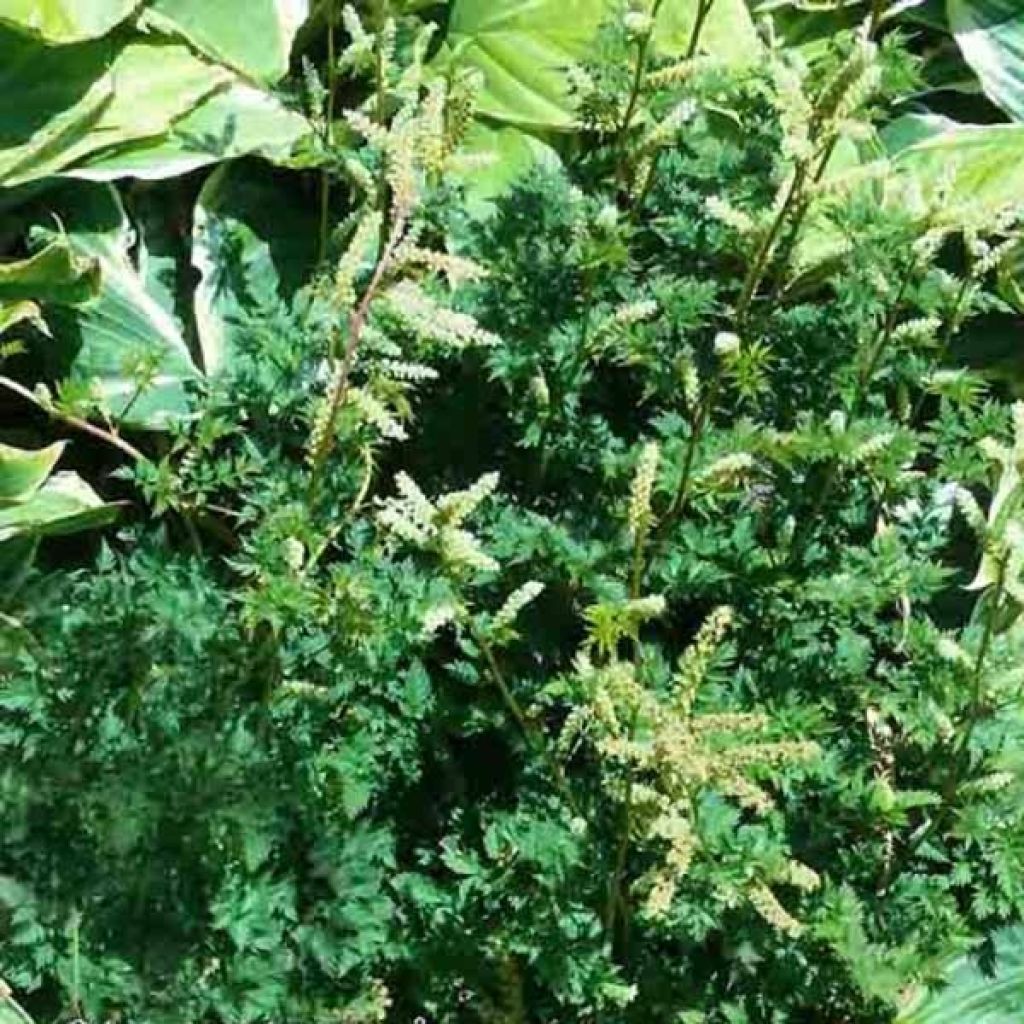 Pikkutöyhtöangervo - Aruncus aethusifolius
