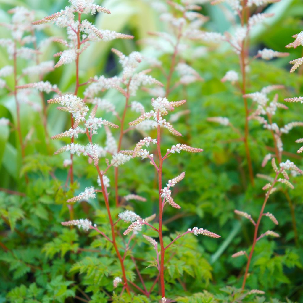 Pikkutöyhtöangervo - Aruncus aethusifolius