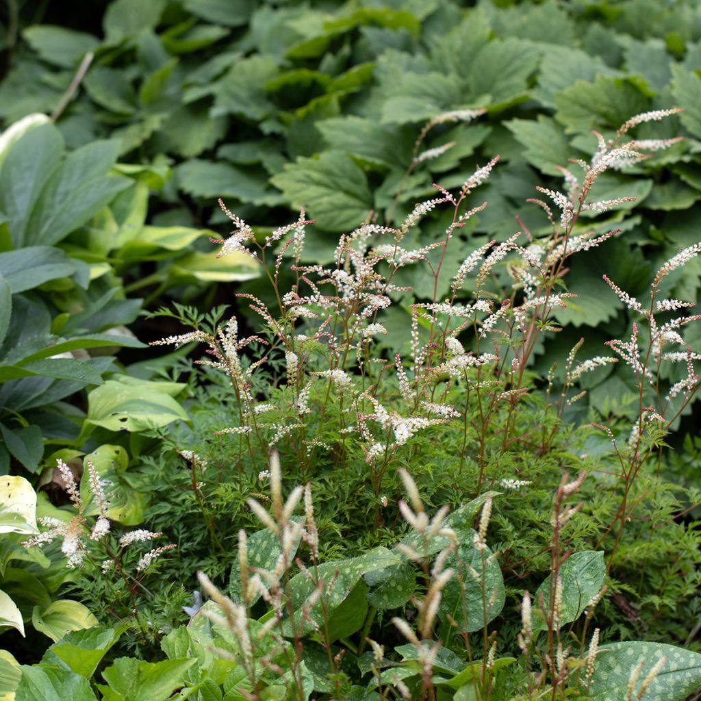 Pikkutöyhtöangervo - Aruncus aethusifolius
