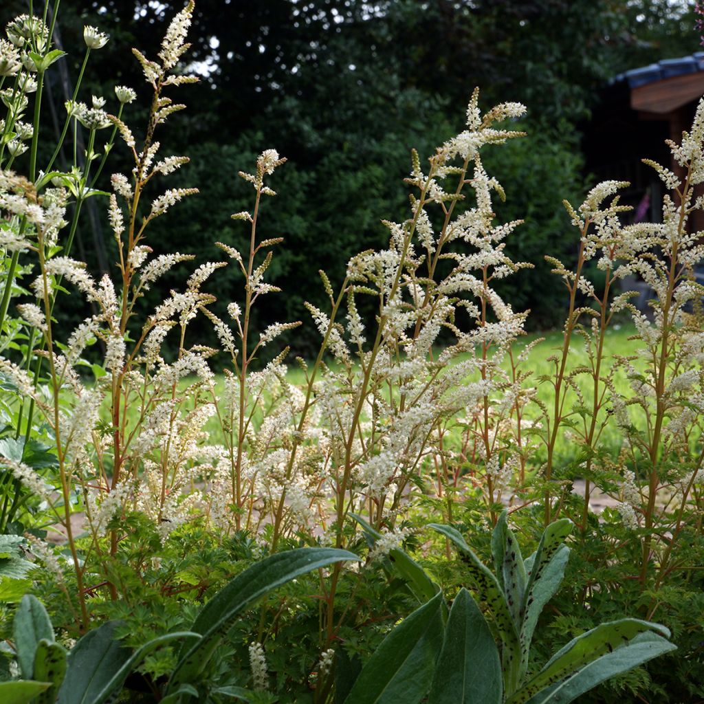 Pikkutöyhtöangervo - Aruncus aethusifolius