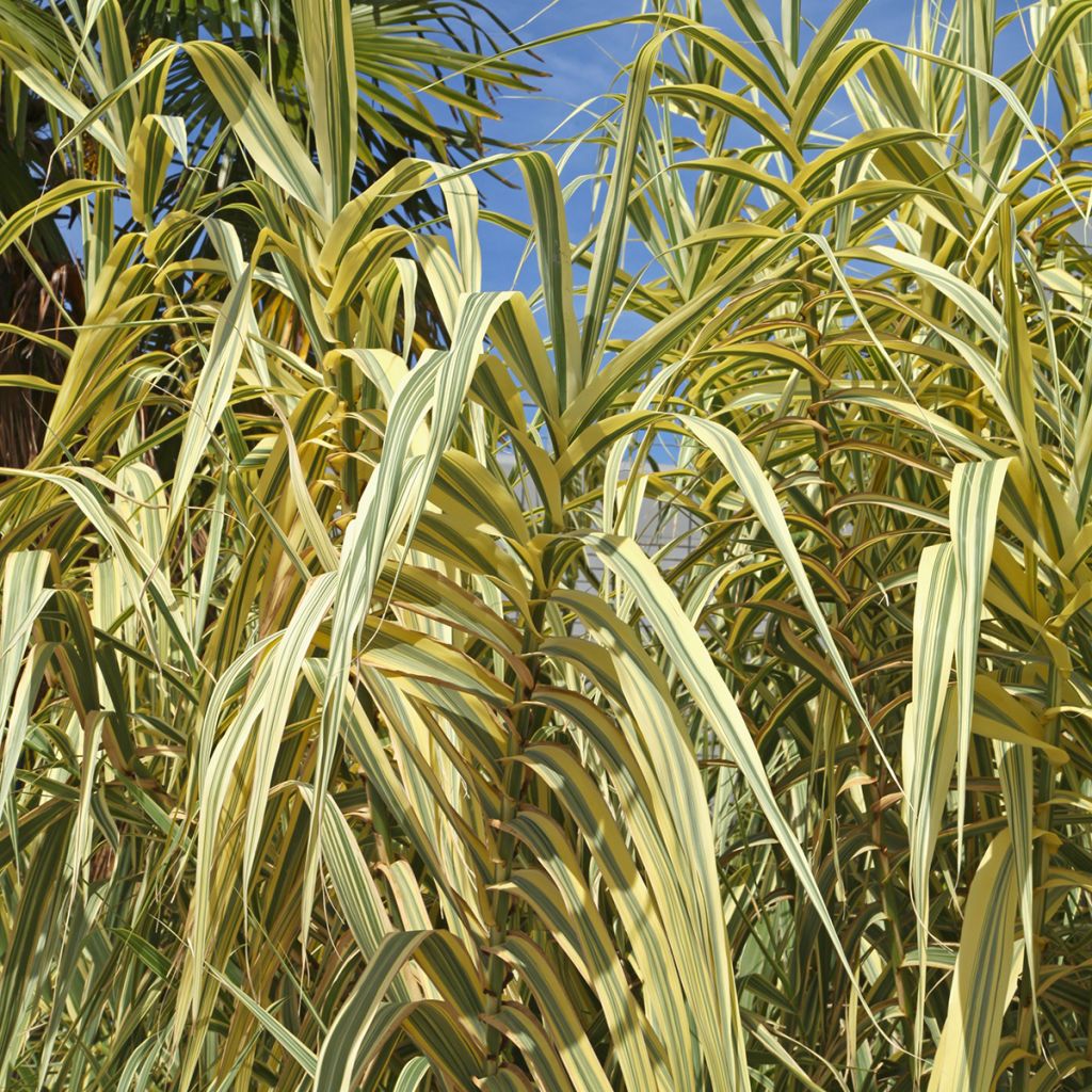 Jättiruoko Aureovariegata