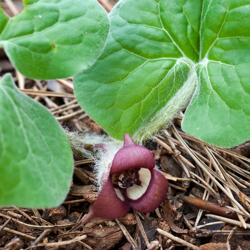 Kanadantaponlehti - Asarum canadense