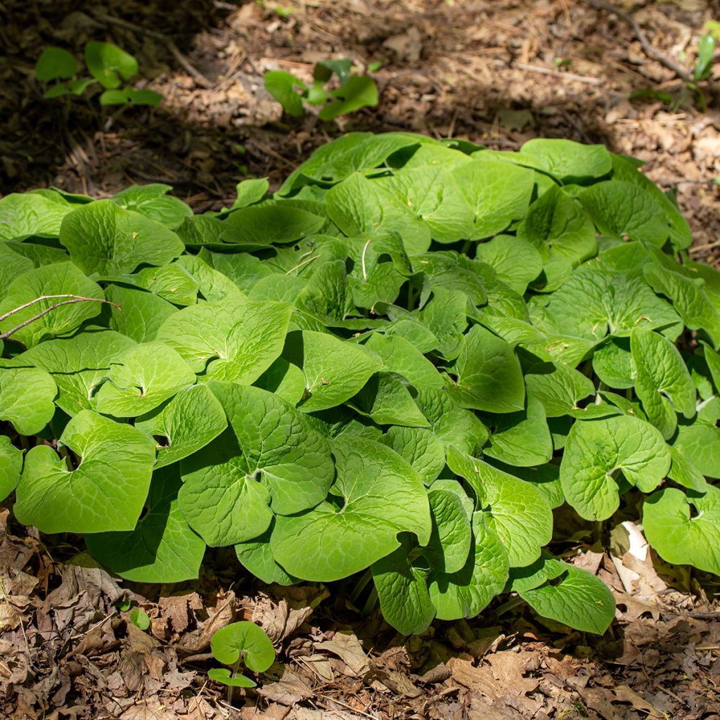 Kanadantaponlehti - Asarum canadense