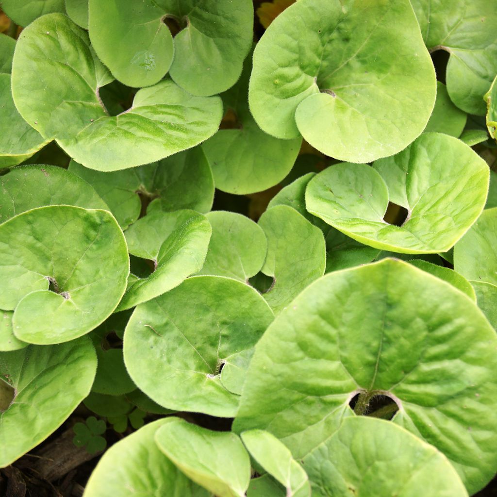 Kanadantaponlehti - Asarum canadense