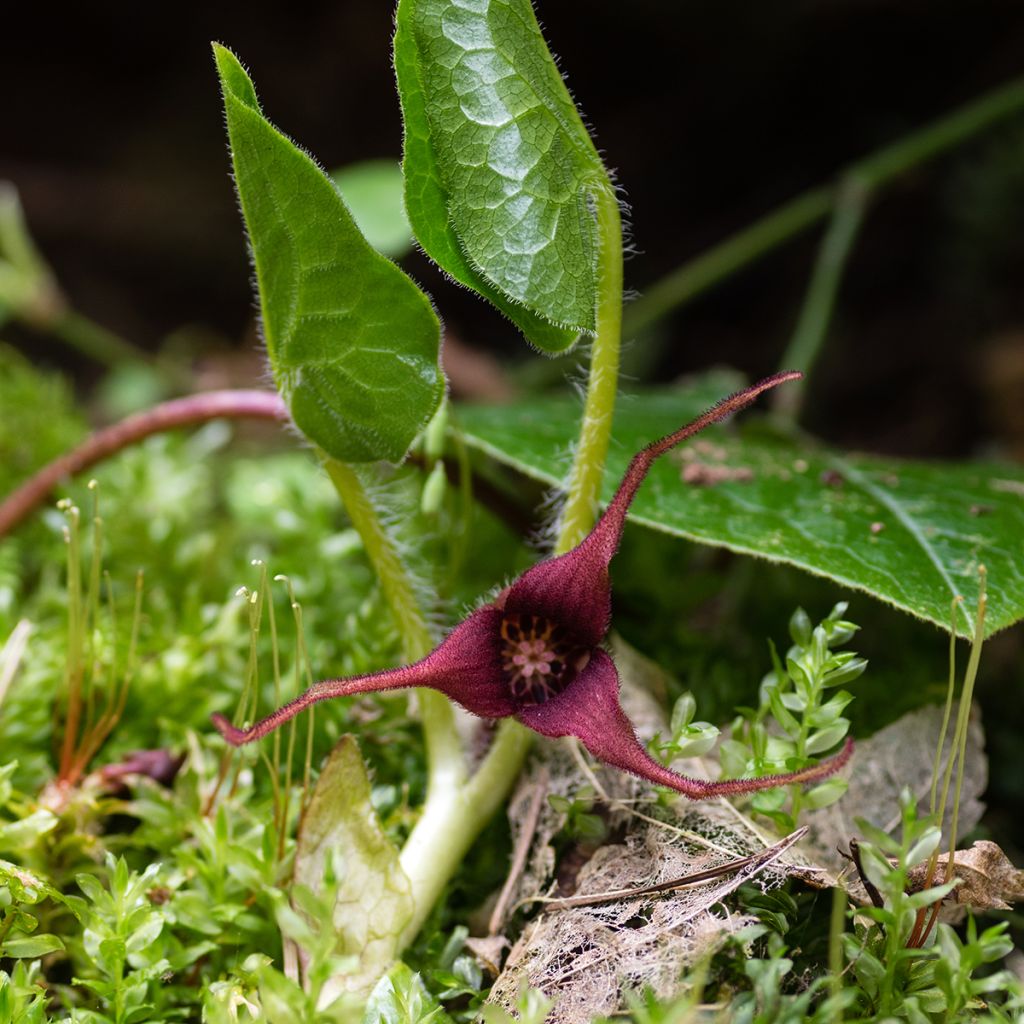 Lännentaponlehti - Asarum caudatum